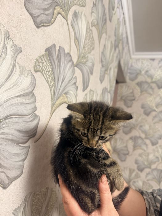 Отдам котят в хорошие руки