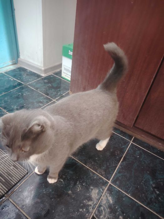 Отдам кошку в добрые руки