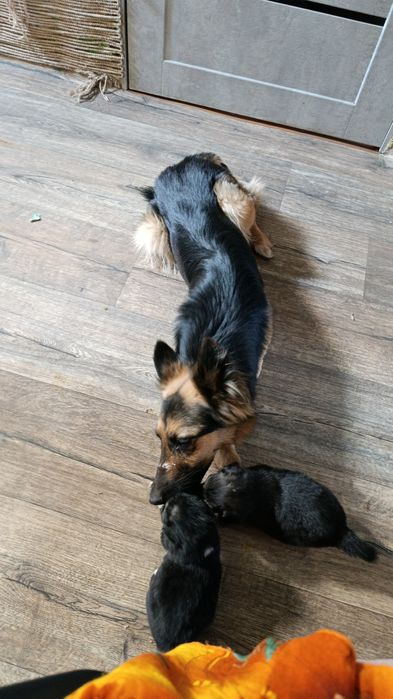 Щенков смесь овчарки и лабрадора