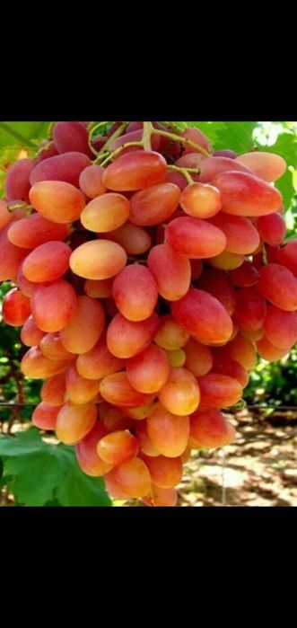 Виноград. Саженцы.