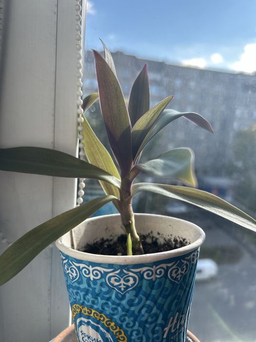 Секреазия пурпурная