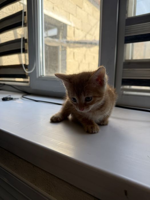 Отдам котят майкудук