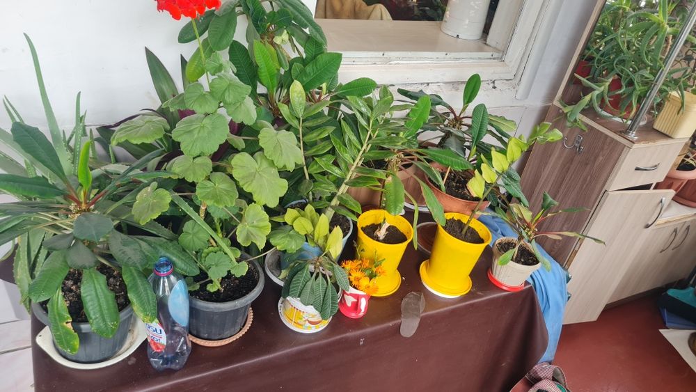 Продам домашних цветков