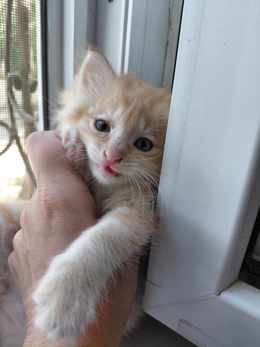 Котята  Тараз бесплатно
