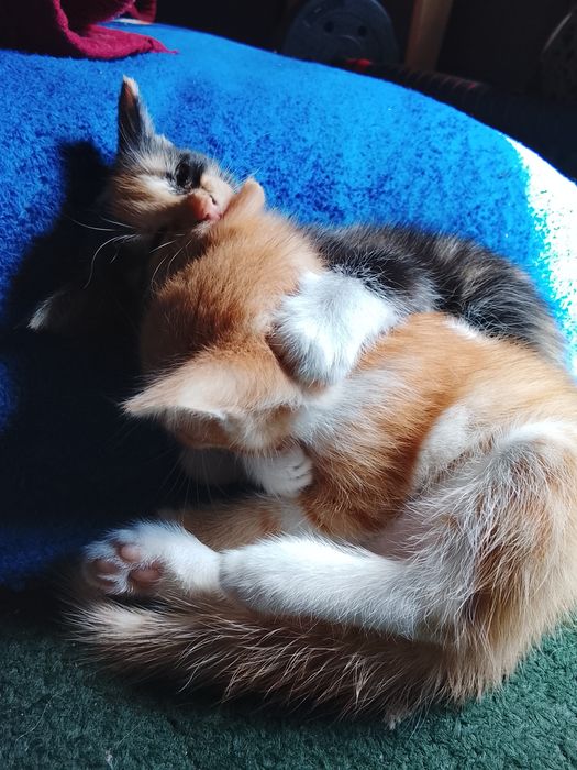 Отдам котят девочки