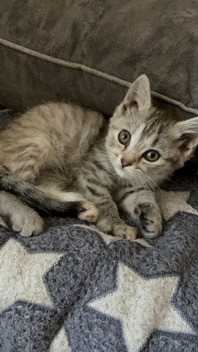 Продам котенка скотиш страйт