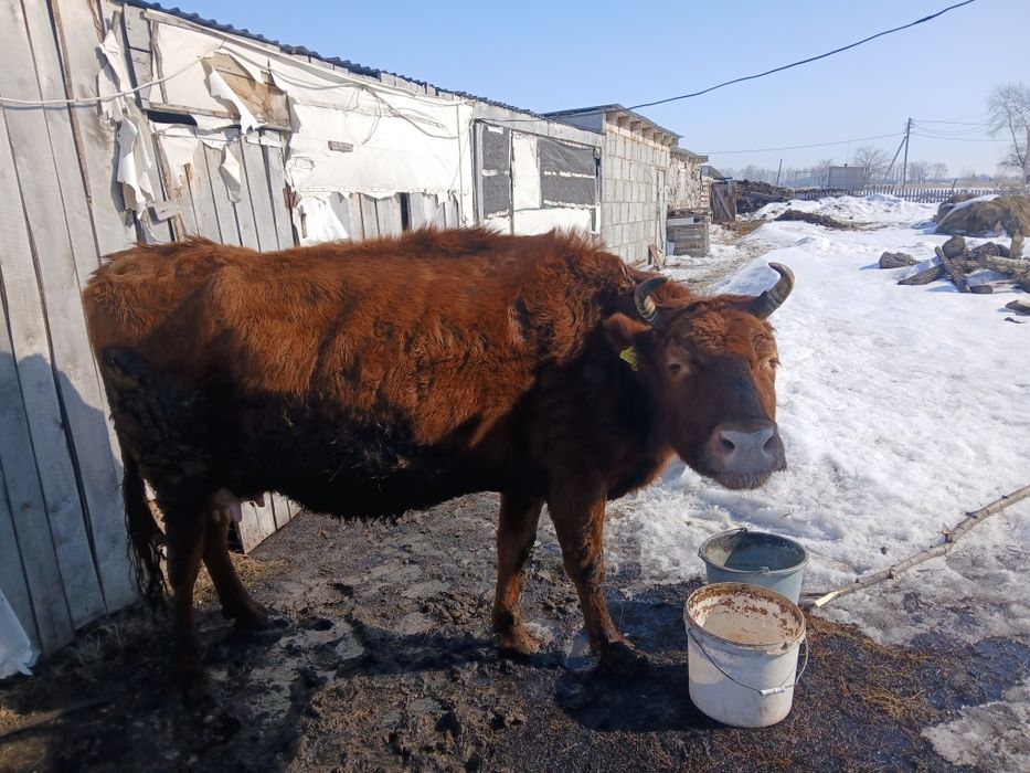 бұзаулы сиыр сатамын