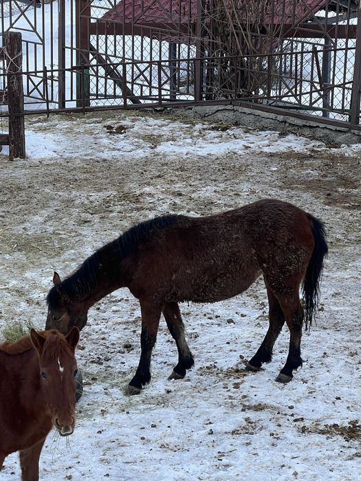 Семіз полутяж байтал