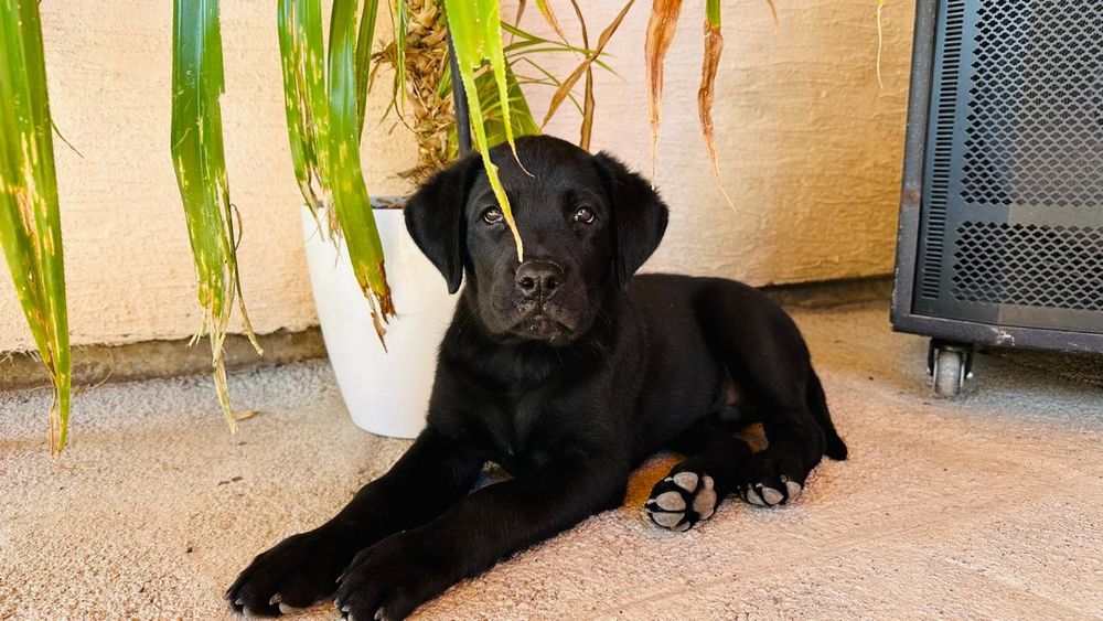 Отдаем щенков помесь лабрадора и ротвеллера