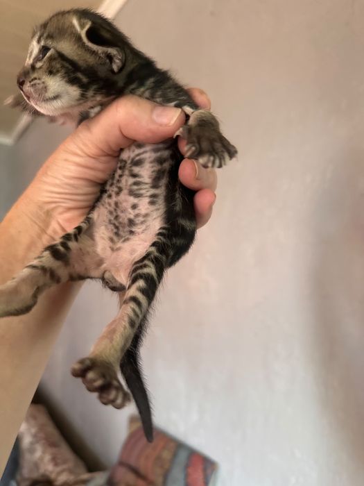 Ориентальный котенок