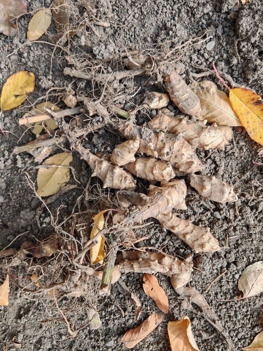 Картошка /топинамбур/