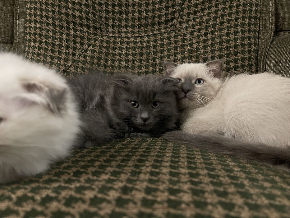 Котята скоттиш фолд