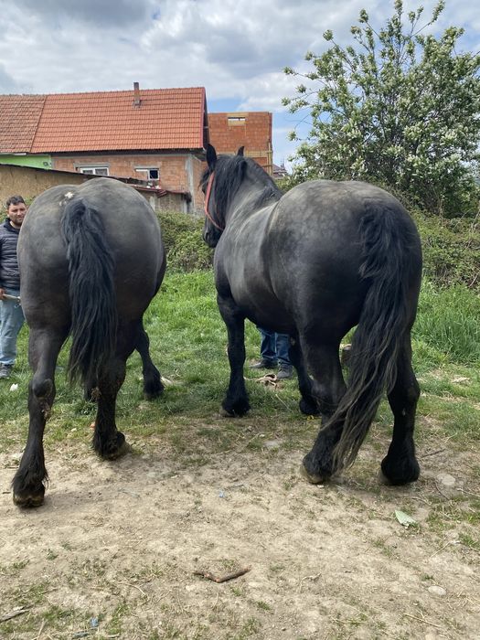 Se vinde dova manze una de 3 ani si una 4