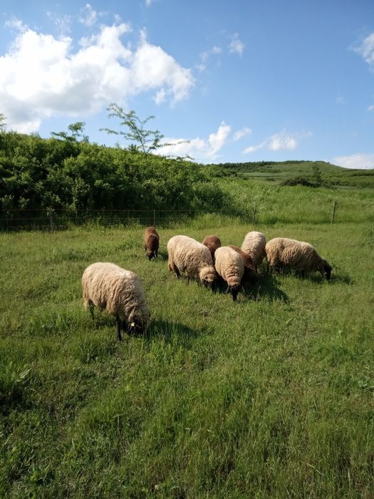 Vând 5 oi și 1 berbec,carabașă de Teleorman