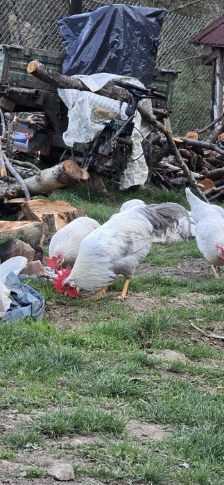 Italiana perlat(lavanda)