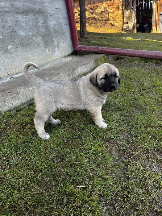 Femele Kangal ( tatal Malakli)