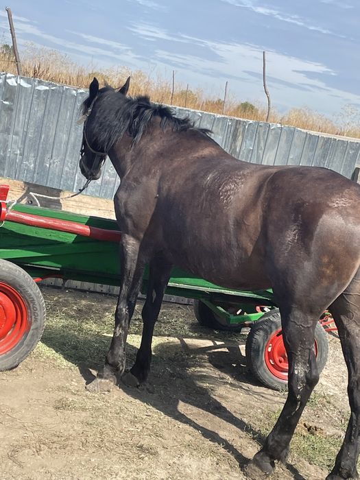 Vand sau schimb iapa de 8ani fac orce proba la fata locului