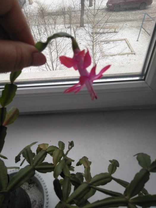 Продам цветок декабрист,клеродендрум Томпсона