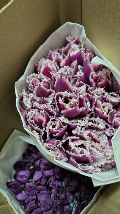 Тюльпаны на 8 марта