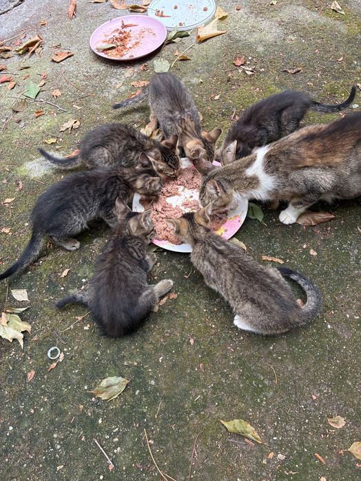 Pisoi pentru adopție Bucuresti