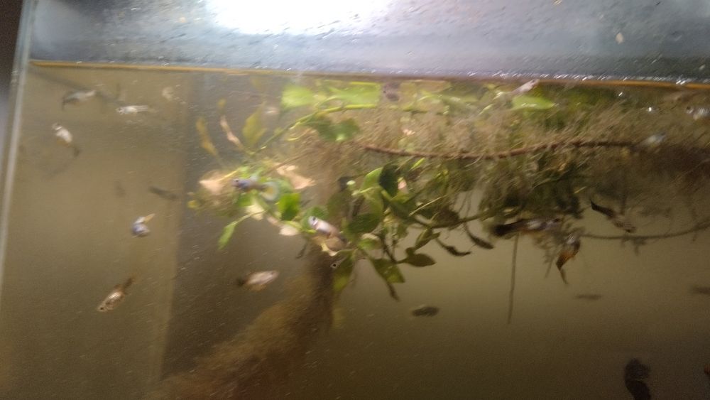 Аквариумные рыбки