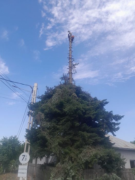 Tăiere copaci alpinist utilitar evaluare pe watap oferim factura