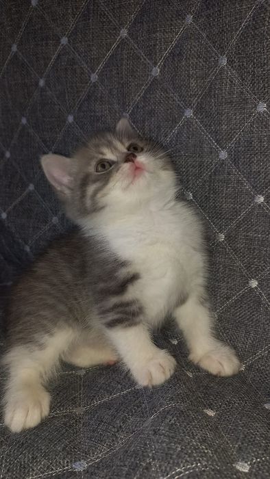 Вязка кот Шотландский вислоухий