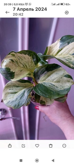 В продаже красивые цветы