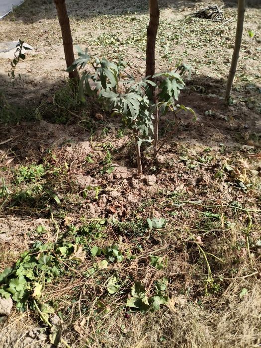 Инжир дерево анжир дарахт