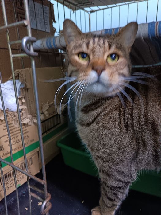 Отдам в добрые руки