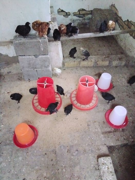 Цеплята парода разная