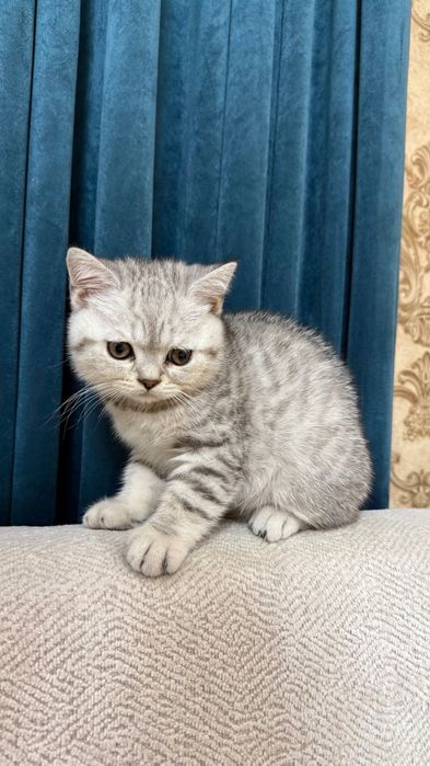 Серебристый шиншила
