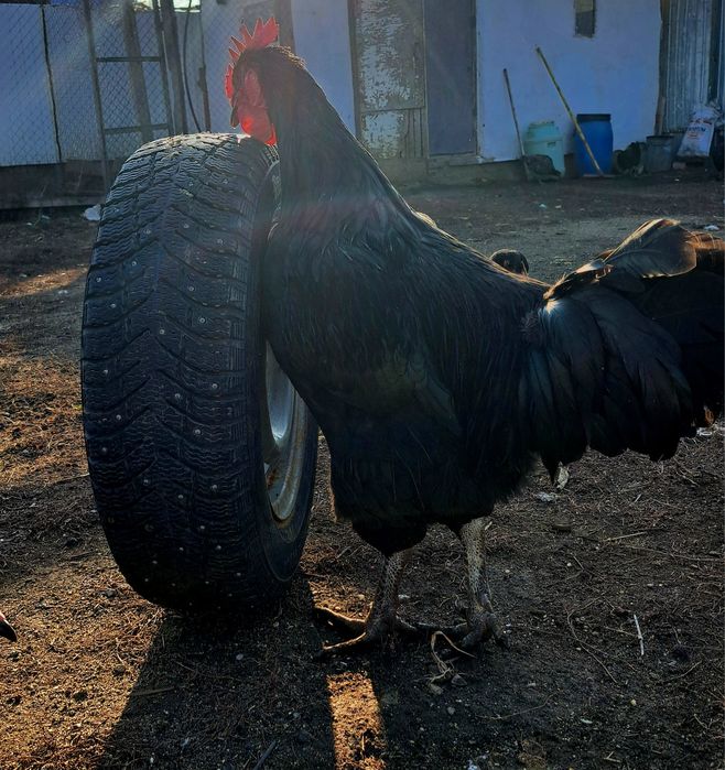 Сатылады,продаётся