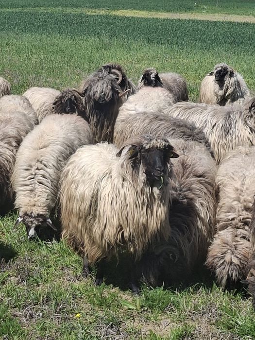 Vând 24 de oi tinere