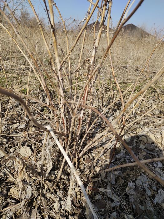 Рассада малина сорт красная шапочка сладкий