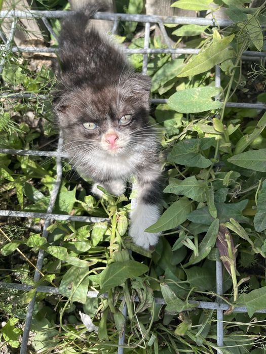 Отдам котят вислоухов