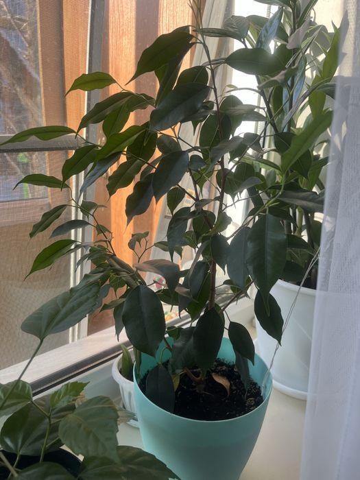 Продам Спатифиллум (женское счастье)