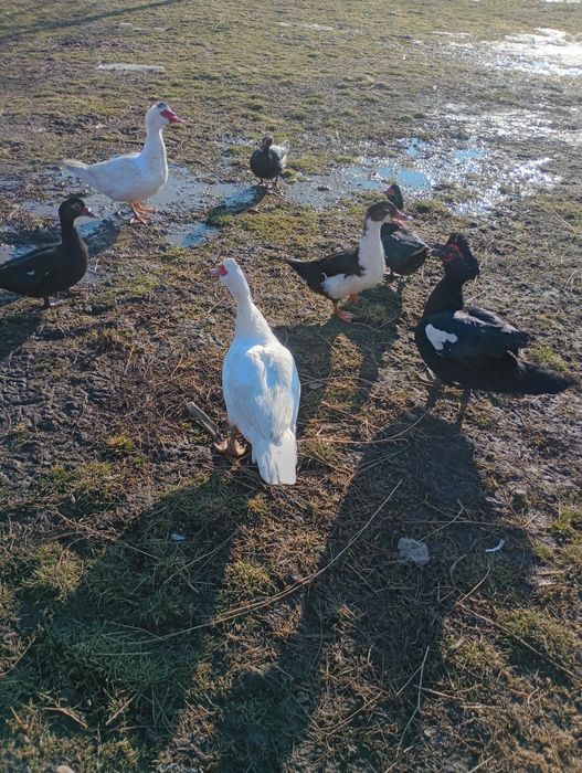 De vânzare 3 rățoi