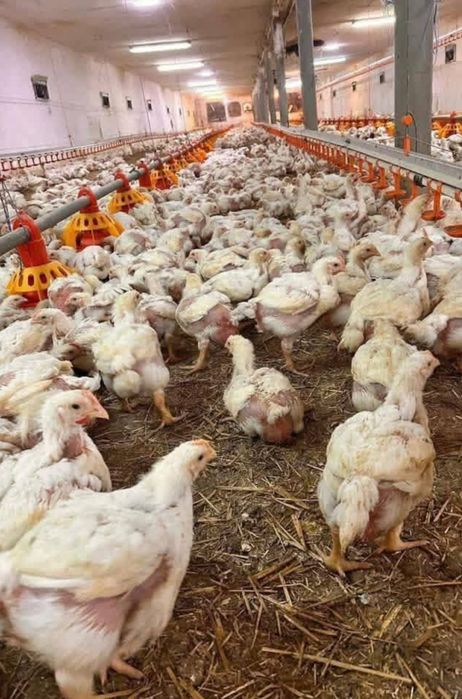 Avem pui alb de carne rasă grea Ross 308