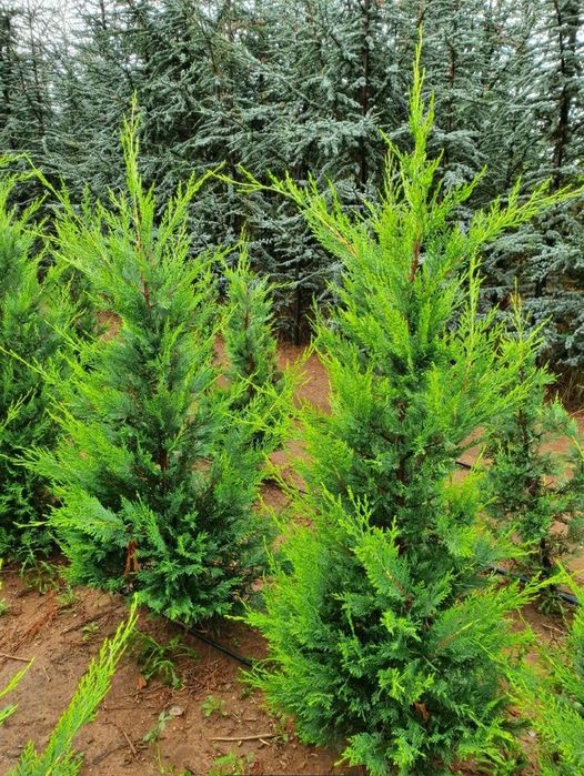 Leylandii chipaross