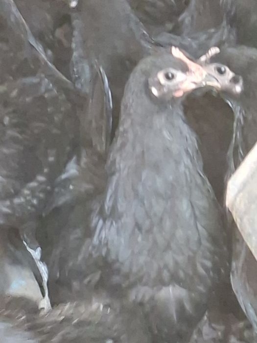 Gaini australorp