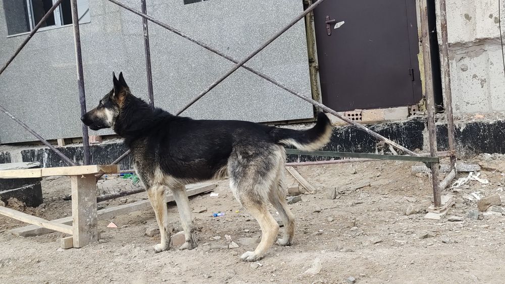 Вязка собака порода ВЕО