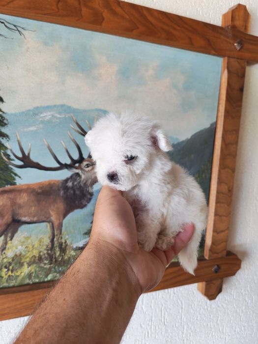 Bichon maltez talie mica disponibil