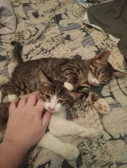 Отдам котят мальчики