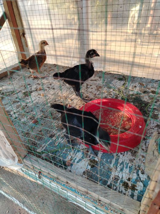 Зотли Жўжа лар сотилади