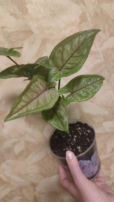 Сингониум ОрмМани