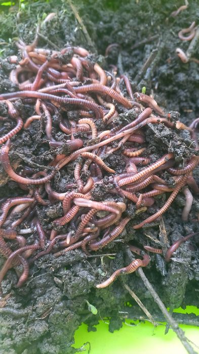 черви для ловли рыбы