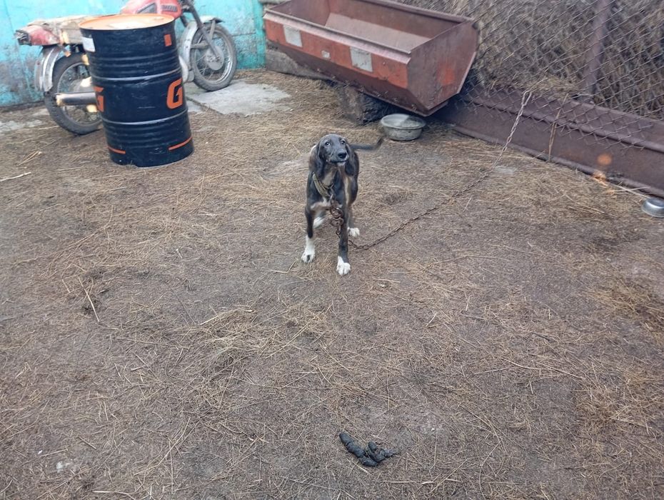 Тазы гончие,родословный