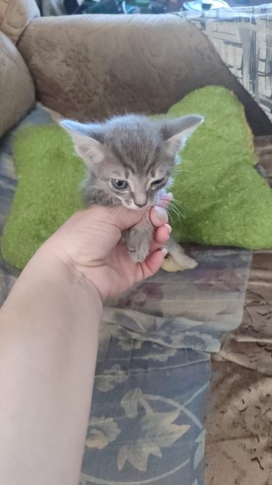 Отдам котёнка в хорошие руки