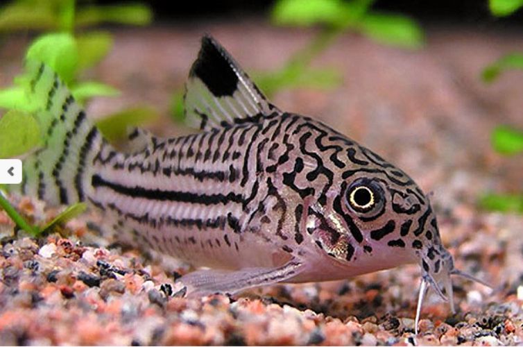 Аквариуные рыбки, оборудование оптом и в розницу